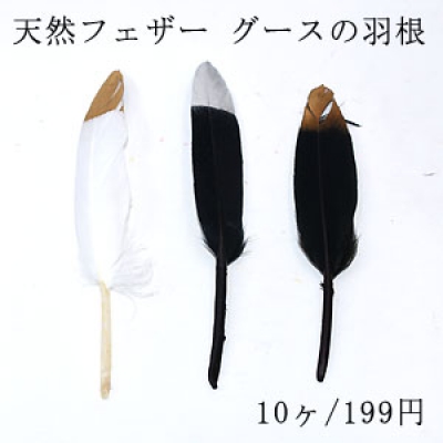 天然フェザー グースの羽根 10〜16cm 染め 金ラメ 銀ラメ【10ヶ】